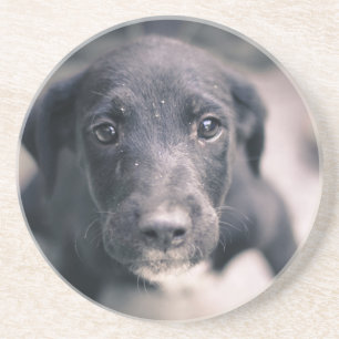 Dessous De Verre En Grès Chien chiot super mignon