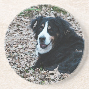 Dessous De Verre En Grès Chien de montagne bernois en automne