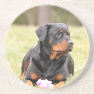 Dessous De Verre En Grès Chien Rottweiler