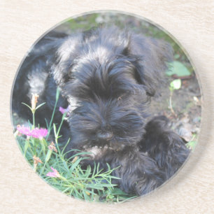 Dessous De Verre En Grès Chien Terrier Mignon