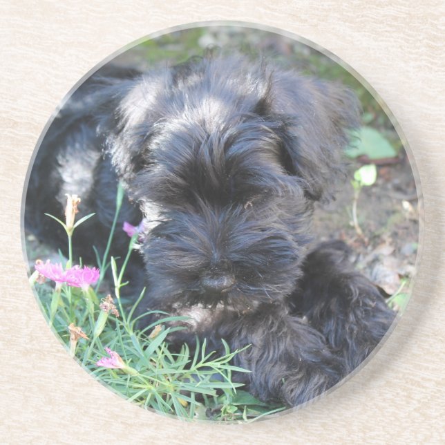 Dessous De Verre En Grès Chien Terrier Mignon (Devant)