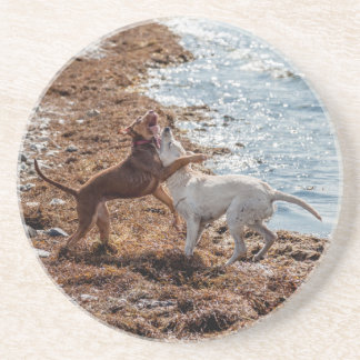 Dessous De Verre En Grès Chiens sur la plage