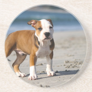 Dessous De Verre En Grès chiot bouledogue anglais sur la plage