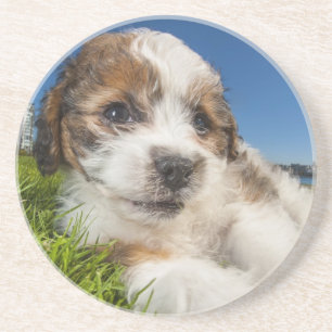 Dessous De Verre En Grès Chiot mignon (Shitzu)