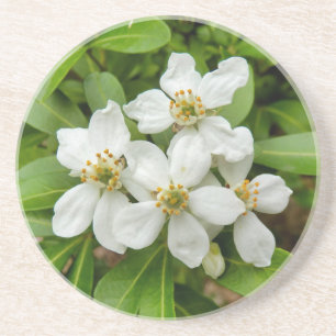 Dessous De Verre En Grès Choisya Ternata