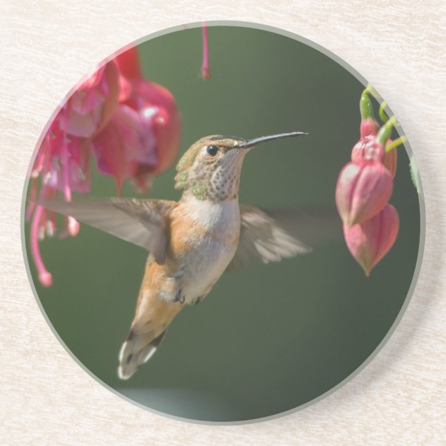 Dessous De Verre En Grès Colibri roux se nourrissant de Fuchsia (Devant)
