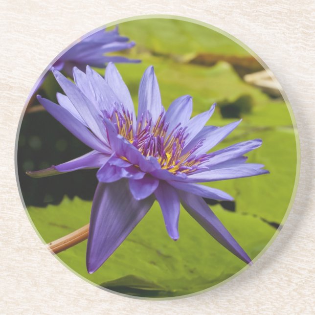 Dessous De Verre En Grès Conception botanique florale de nénuphar tropical (Devant)