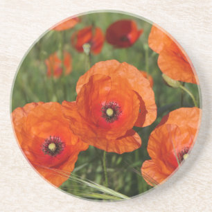 Dessous De Verre En Grès Coquelicots communs
