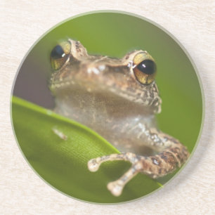 Dessous De Verre En Grès coqui commun, Eleutherodactylus coqui