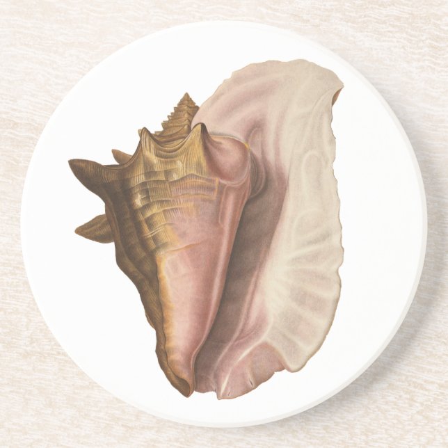 Dessous De Verre En Grès Coquille de l'escargot de mer Reine de collection, (Devant)