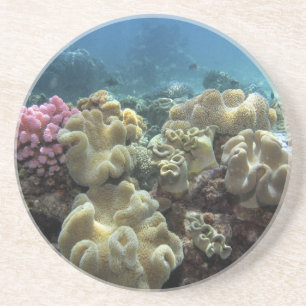 Dessous De Verre En Grès Corail, récif d'Agincourt, Grande Barrière de cora