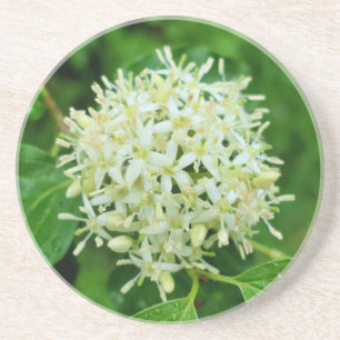 Dessous De Verre En Grès Cornus sanguinea