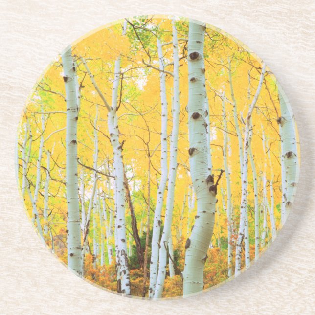 Dessous De Verre En Grès Couleurs d'automne des arbres d'Aspen 1 (Devant)