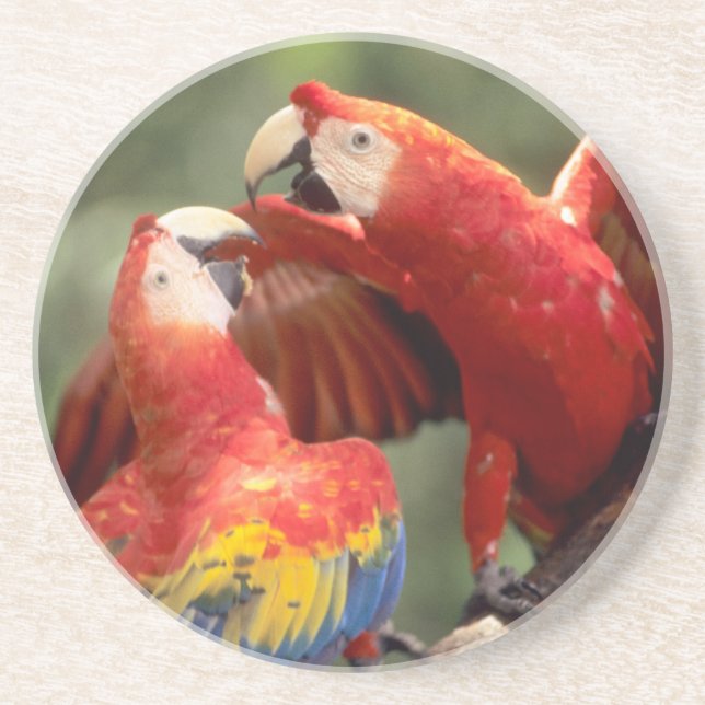 Dessous De Verre En Grès Couple d'Ara scarlets (Devant)