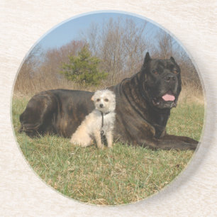 Dessous De Verre En Grès Couple de chien mignon