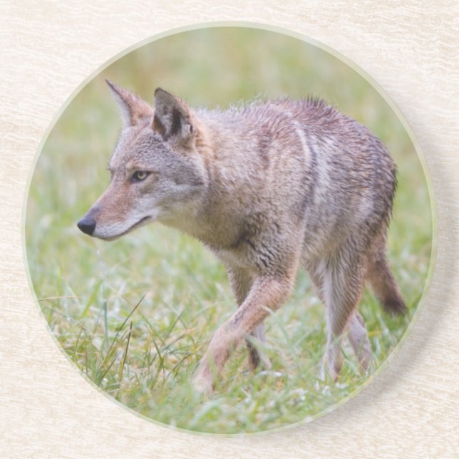 Dessous De Verre En Grès Coyote dans un champ, Cades Cove (Devant)