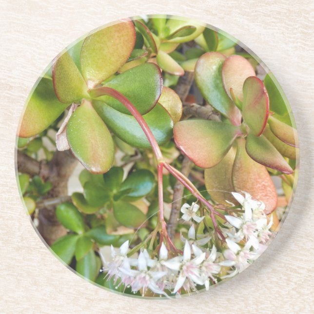 Dessous De Verre En Grès Crassula ovata (Devant)
