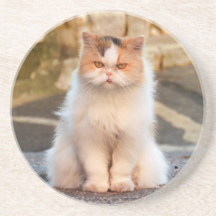 Dessous De Verre En Grès Créez votre propre chat pour animaux de compagnie