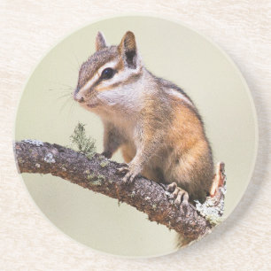 Dessous De Verre En Grès Cute et Chubby Chipmunk