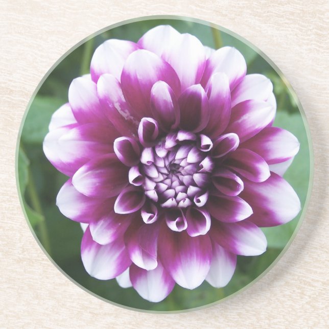 Dessous De Verre En Grès Dahlia pourpre et blanc (Devant)