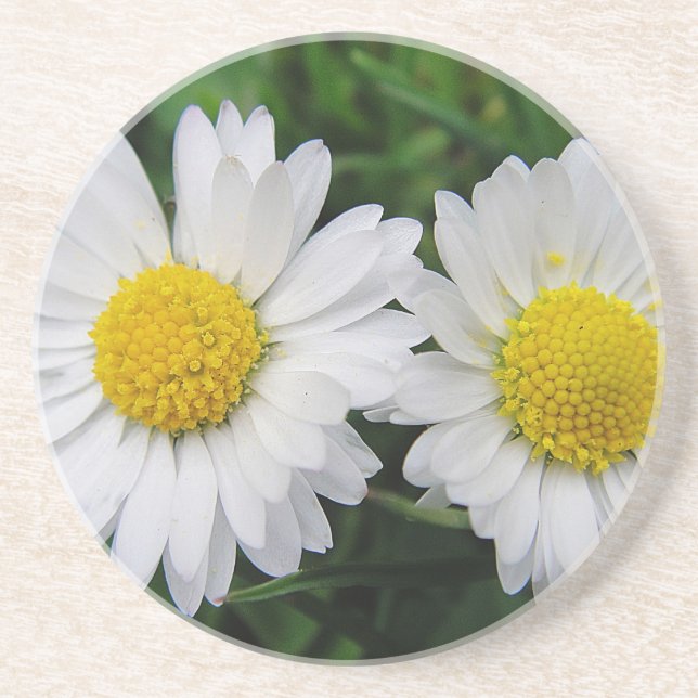 Dessous De Verre En Grès Deux mignonnes marguerites blanches boivent du des (Devant)