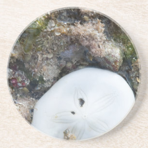 Dessous De Verre En Grès Dollar du sable dans un récif fidjien à basse ma