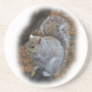 Dessous De Verre En Grès Écureuil gris de l'Est - Sciurus carolinensis
