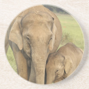 Dessous De Verre En Grès Éléphant indien / asiatique et jeune, Corbett