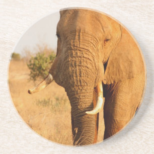 Dessous De Verre En Grès Éléphants