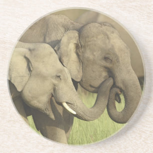 Dessous De Verre En Grès Éléphants asiatiques indiens