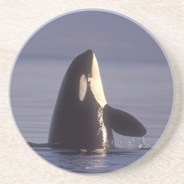 Dessous De Verre En Grès Épaulard (Orque orcinus) émergeant près de (Devant)