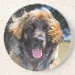Dessous De Verre En Grès États-Unis, Californie. Portrait de Leonberger ass