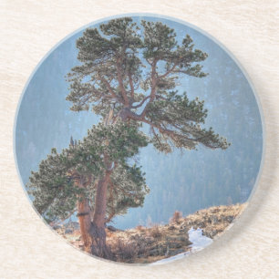 Dessous De Verre En Grès États-Unis, Colorado, Arbre à Estes Park