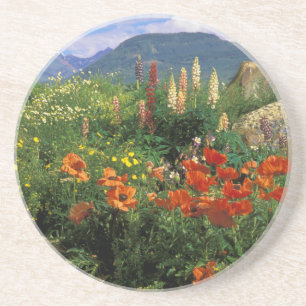 Dessous De Verre En Grès États-Unis, Colorado, Crested Butte. Pavots et lup