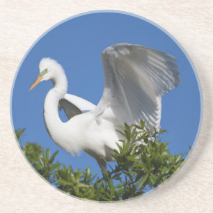 Dessous De Verre En Grès États-Unis, Floride, St. Augustine, Aigrette