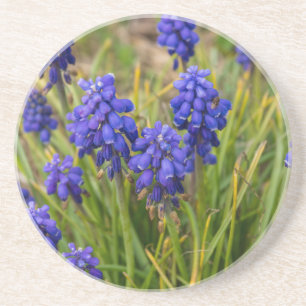 Dessous De Verre En Grès Famille de raisins Hyacinths