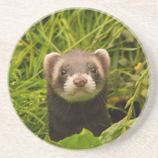 Dessous De Verre En Grès Ferret Brown mignon dans l'herbe photo (Devant)