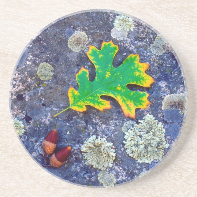 Dessous De Verre En Grès Feuille de chêne et glands sur une roche couverte  (Devant)