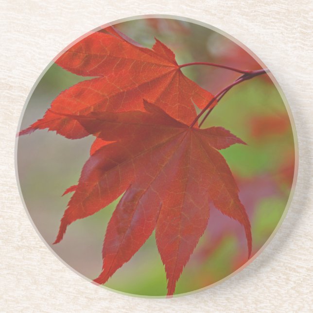 Dessous De Verre En Grès Feuilles de l'arbre rouge (Devant)