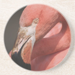 Dessous De Verre En Grès Flamant du Chili, Phoenicopterus chilensis