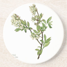 Fleur de myrtille