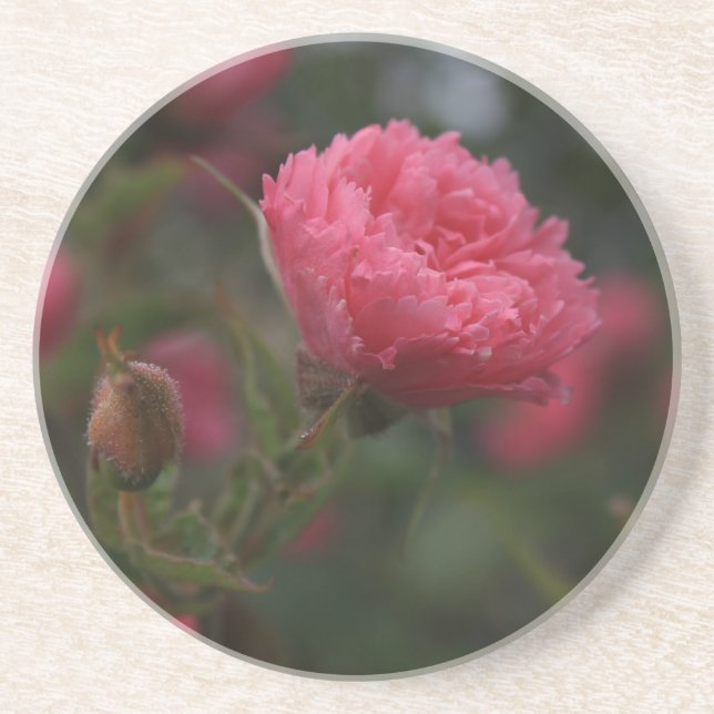 Dessous De Verre En Grès Fleur de rose sauvage rose. Photo de jardin floral (Devant)