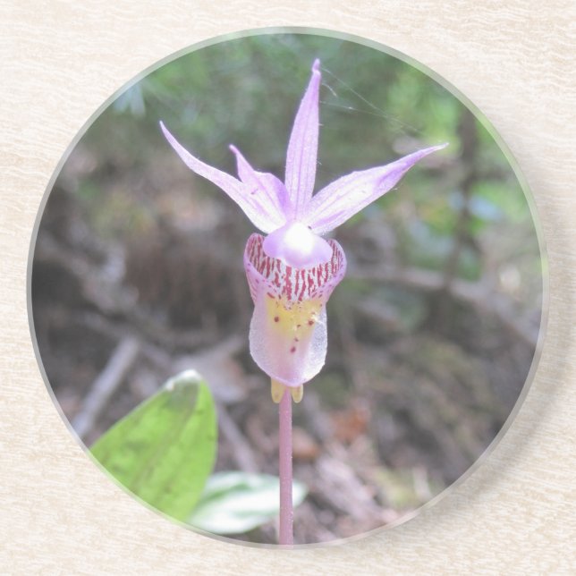 Dessous De Verre En Grès Fleur d'orchidée Fairyslipper (Devant)