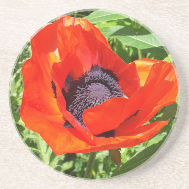 Dessous De Verre En Grès Fleur rouge en pleine floraison (Devant)