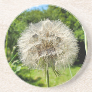Dessous De Verre En Grès Fleur sauvage Goatsbeard