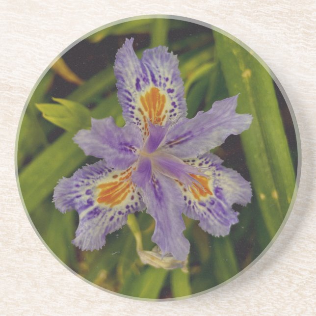 Dessous De Verre En Grès fleurir en violet  (Devant)