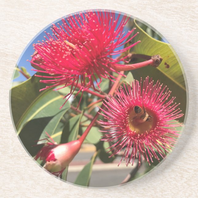 Dessous De Verre En Grès Fleurs d'abeille de miel et d'eucalyptus (Devant)