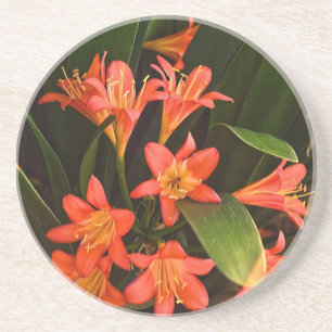 Dessous De Verre En Grès Fleurs de Capetown