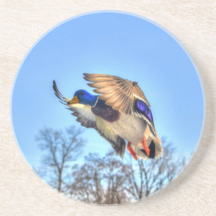 Dessous De Verre En Grès Flying Mallard Duck Drake Wildlife Photo