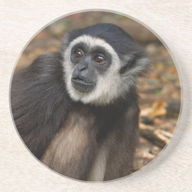 Dessous De Verre En Grès Gibbon à mains blanches (Hylobates Lar), Monkeylan (Devant)